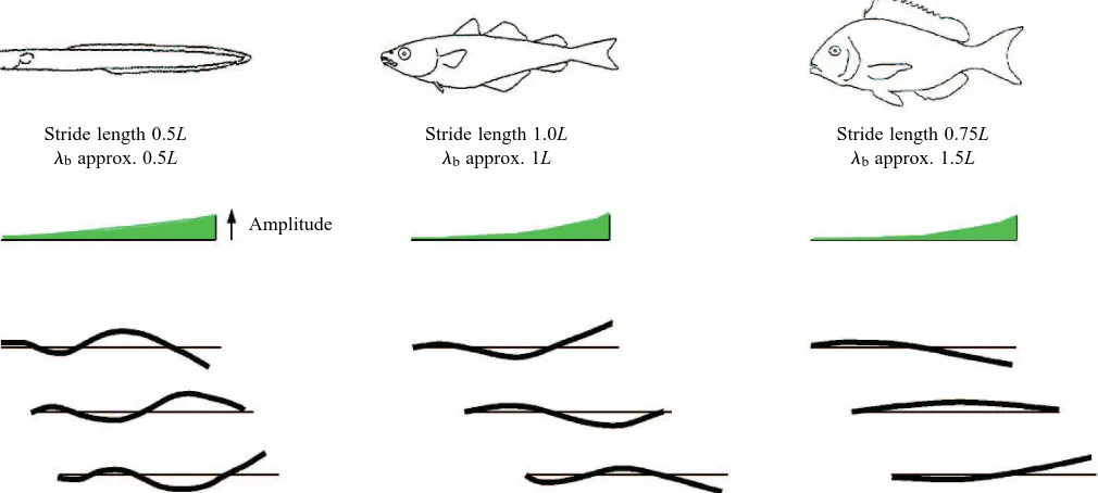 Fig. 2. Body kinematics and approximate stride length during steady swimming in eel, saithe and scup