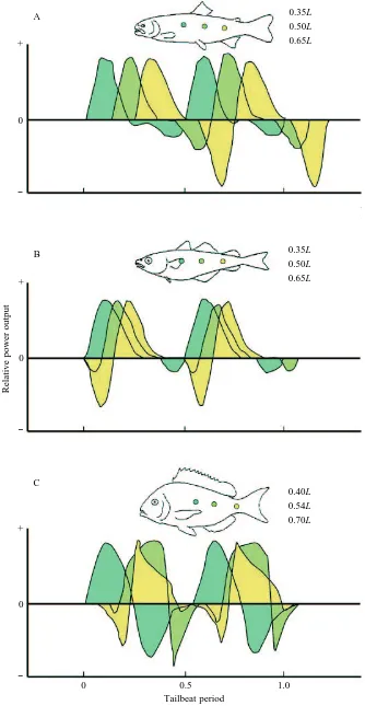 Fig. 3. Instantaneous power curves over two tailbeats for the trout (A), saithe (B) and scup (C).waveforms published in Rome sonomicrometric measurement of muscle strainin saithe (L
