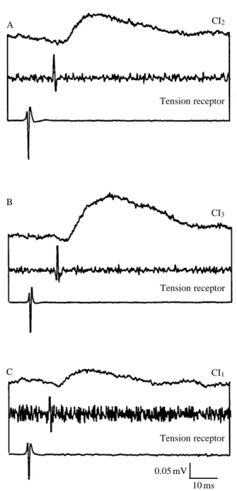Fig. 6. (A–C) All three common inhibitors (CI 1 , CI 2 , CI 3 , top traces) received excitatory inputs from the tension receptor [recorded in both N5 (middle trace) and n5B1 (lower trace) to allow calculation of spike conduction velocity]