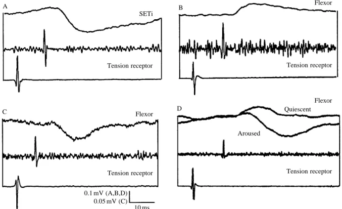 Fig. 7. Effects of the tension receptor on tibial motor neurones. (A) The slow extensor tibiae motor neurone always received a hyperpolarising postsynaptic potential (PSP) (top trace) following TR spikes (lower traces)