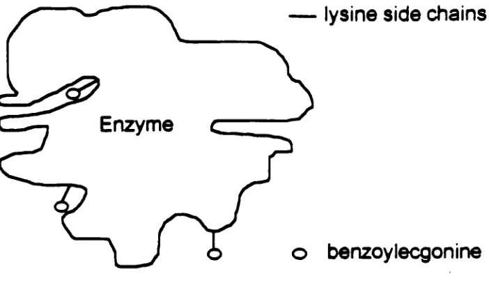 Fig. 3 Enzyme- Analyte Conjugate
