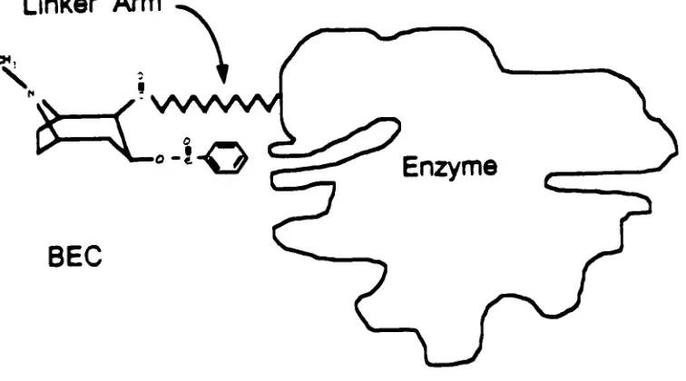 Fig. 4 Attaching BEC to Enzyme by Linker Arm