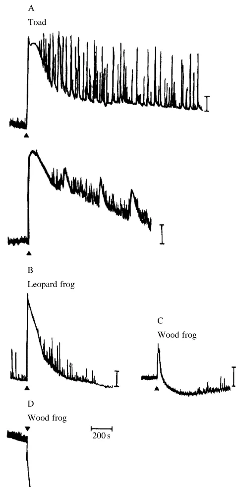 Fig. 1. Some effects of sudden cooling of isolated toad, leopard frogand wood frog spinal cords