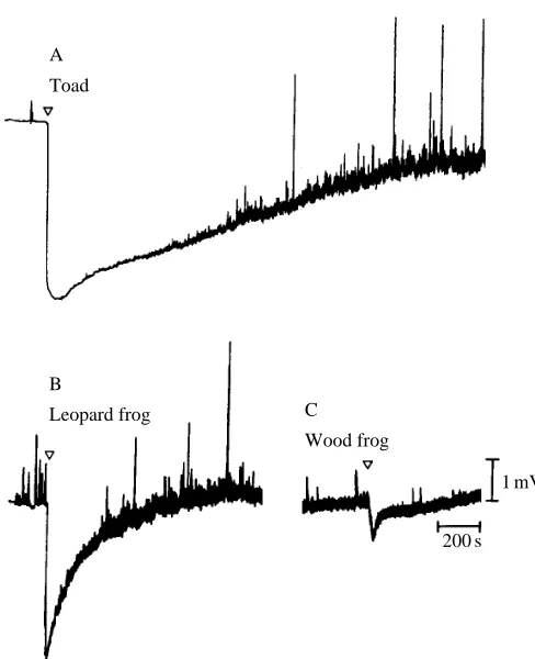 Fig. 2. Rapid rewarming to room temperature producedhyperpolarizations of toad, leopard frog and wood frog motoneurons.(A) Substantial, long-lasting hyperpolarization of toad motoneuronsinduced by warming from 7 to 21 ˚C