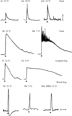 Fig. 4. Evoked ventral root potentials (DR-VRPs)recorded at room temperature (21˚C, control DR-VRPs)and during superfusion with cold Ringer’s solution(starting at the arrowheads)