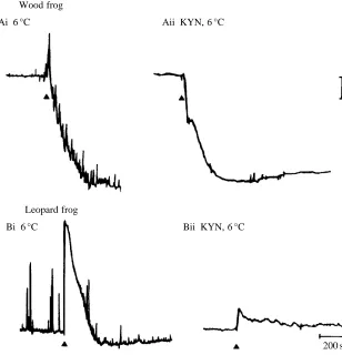 Fig. 5. The replacement of NaCl with sodium isethionate blocked the hyperpolarization induced by sudden cooling in the wood frog spinal cord.The onset of cooling (to 6˚C) is indicated by an arrowhead