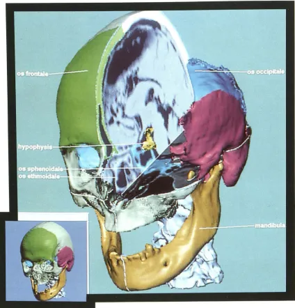 Fig. 6. View showing transnasal access to the pituitary gland. 