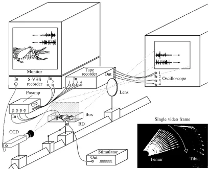 Fig. 1. Experimentalapparatus for simultaneousrecording of movements andmyograms from leg musclesduring cricket kicking