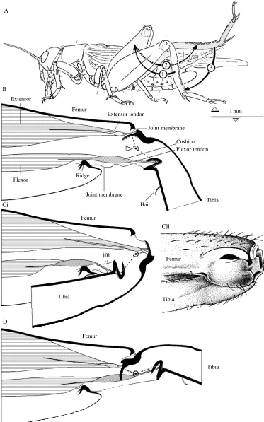 Fig. 2. Mechanics of cricket kicking.(A) Transition between the mainstages of a kick, viewed laterally.The pre-kick knee ﬂexion (1) startsfrom the normal stance of the hindlegwith the femur being levated and thetibia being ﬂexed