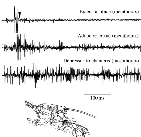 Fig. 5. The overlap of two behaviours seen in chronic myograms. Thestilt stand requires continuous activity in the trochanter depressormuscle of the mesothorax to raise the whole body