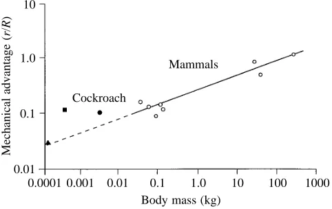 Fig. 8. Effective mechanical advantage as a function of body mass.Effective mechanical advantage is the ratio of the moment arm lengthwhereas the ﬁlled triangle is for the fast tiger beetle campestrislength (of the muscle (r) to the leg or ground reaction 