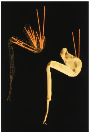 Fig. 1. Three-dimensional musculo-skeletal model of theventral view of the metathoracic leg of Brown interconnecting lines make up the polygons whichrepresent the exoskeleton