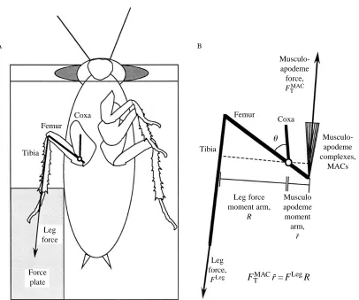 Fig. 2. Schematic diagram of leg function during wedging behavior. (A) Ventral view of cockroach on a platform with its metathoracic legpushing on the force plate (light shaded area)