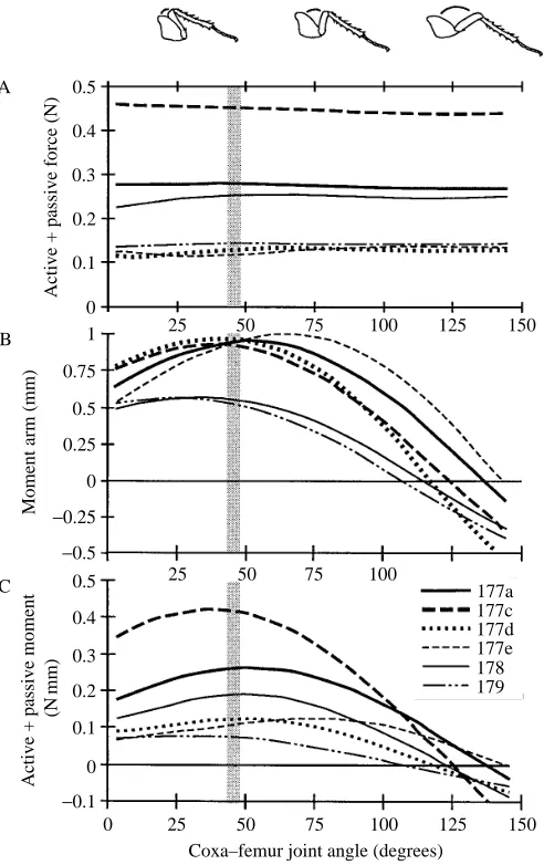 Table 3). MAC moment arms are short in insects, but are alsoquite short in small mammals compared with large mammals.The moment arm ratio, or mechanical advantage (r/R), of a