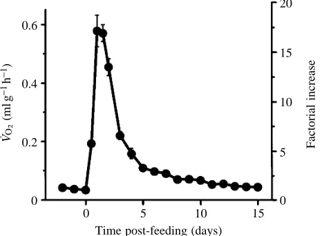Fig. 1. Mean O2 consumption rates of Burmese pythons (N=8) for 3days before and 15 days after consuming a rat meal equivalent in massto approximately 25% of the snake’s body mass.The right-hand axisshows the factorial increases in V˙O∑ above pre-feeding va