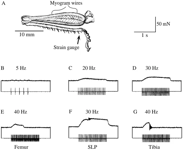 Fig. 2. Stimulation of the ETi muscle while holding thetibia ﬂexed simulated co-contraction