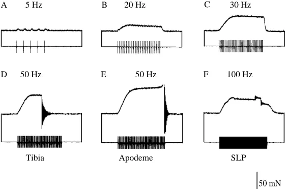 Fig. 3. In animals 1 day after the moult, mechanical failureof the leg occurred in characteristic ways which differed fromfailures in newly moulted animals
