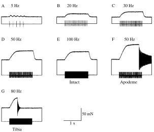 Fig. 5. In animals 14 days after the moult, electricalstimulation of the ETi muscle rarely resulted in mechanicalfailure of the leg, and the ETi apodeme was the only structureto fail