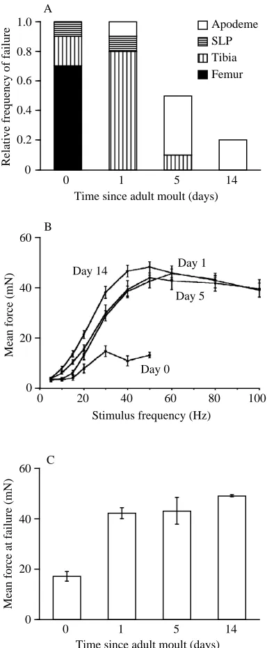 Fig. 6. The nature and frequency of mechanical failure of the leg andthe forces generated by the leg when the ETi muscle was electricallystimulated changed during a 14 day period following the adult moult.(A) During the ﬁrst 2 days after the moult, the mus