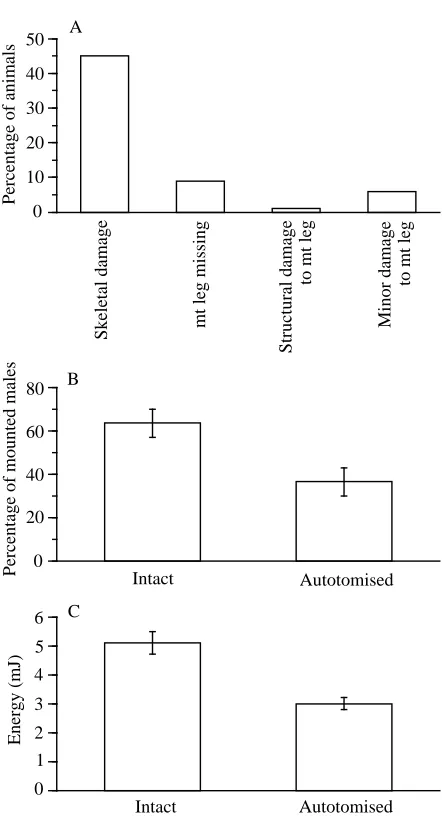 Fig. 7. Skeletal damage incurred during the life of a locust is relativelycommon and can decrease the animal’s ability to avoid predation andNdecreased the amount of energy available for the jump (mean ±Ncompete for resources