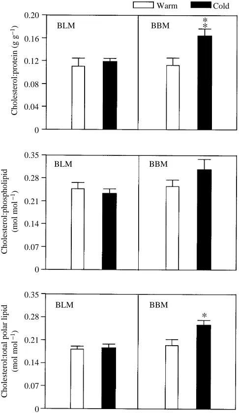 Table 3. Relative distribution of lipids in basolateral andbrush-border membranes of trout intestinal epithelia