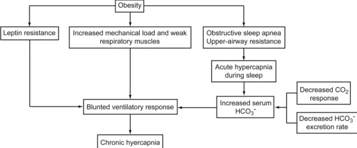 Fig. 8. Mechanisms by which obesity can lead to chronic daytime hypercapnia.