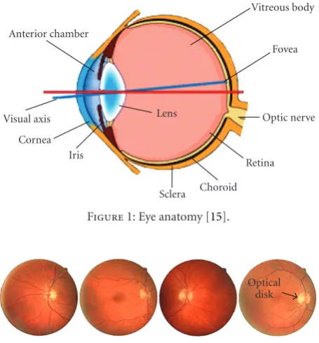 Figure 1: Eye anatomy [15].