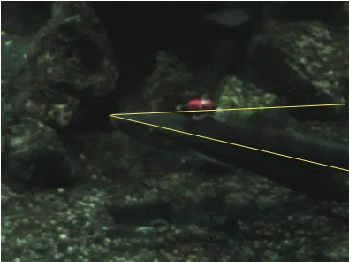 Figure 4: An attachment angle of the data logger on the bandeddogﬁsh was 14◦ from visual analysis and 13.7◦ from the regressionline method.
