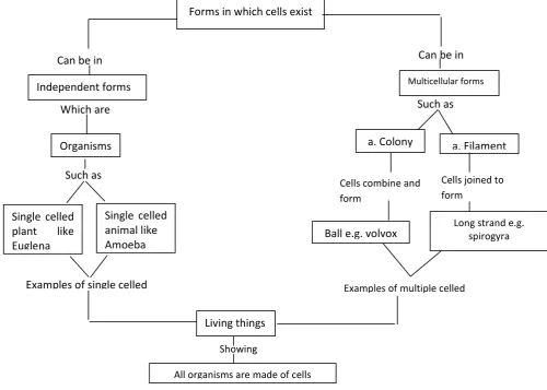 Fig. 1. Concept map of forms in which cells exist  On treatment, the students taught with concept mapping strategy were first asked to 