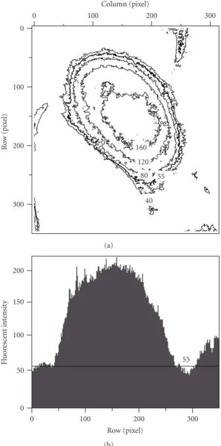Figure 4(a) shows an example of the ﬂuorescence inten-