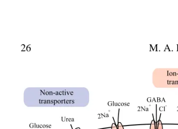 Fig. 4. Top: active and passive transport systems across plasma membranes of highervertebrates