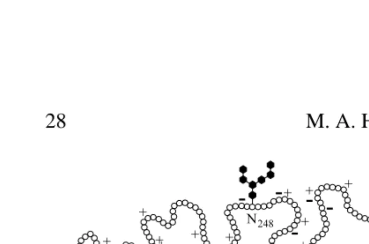 Fig. 6. A structural model of the intestinal Na+/glucose cotransporter SGLT1, showing 12membrane-spanning domains