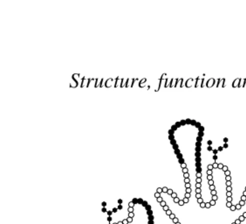 Fig. 8. Structural model of EAAC1. Domains corresponding to regions of extended sequenceidentity with the high-affinity glutamate transporter isoforms GLT-1 and GLAST are