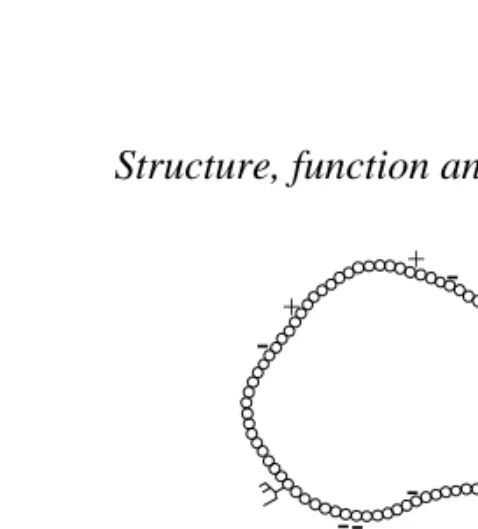 Fig. 9. Membrane model of the H+-coupled oligopeptide transporter PepT1. The amino acidsequence predicts a membrane protein with 12 membrane-spanning domains and a largehydrophilic loop containing three putative N-glycoslylation sites (branches)