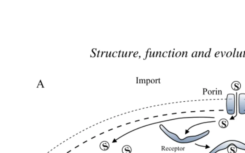 Fig. 1. (A) Schematic representation of the major classes of transport systems in thecytoplasmic and outer membranes of Gram-negative bacteria