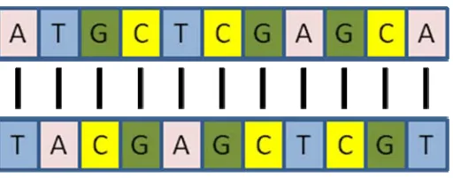 Figure 4 Hybridization between two DNA molecules 