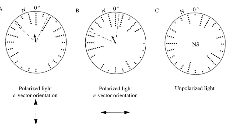 Fig. 3. Data from the population preference experiment. The arrow denotes the mean vector ofeach distribution