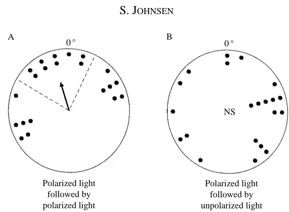 Fig. 4. Data from the normalized orientation experiment. (A) Normalized bearings fromanimals in which the second three sub-bearings were taken under polarized light