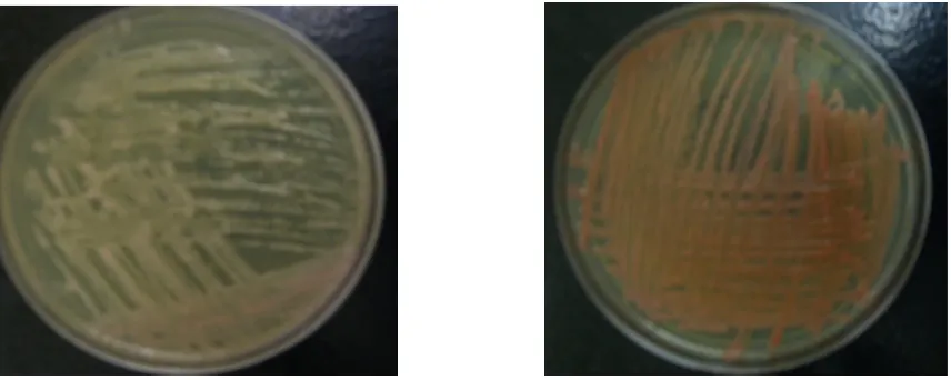 Figure 1.  Morphology of [PSI+] and [psi-] S. cerevisiae when grown on YPD media at 30ºC