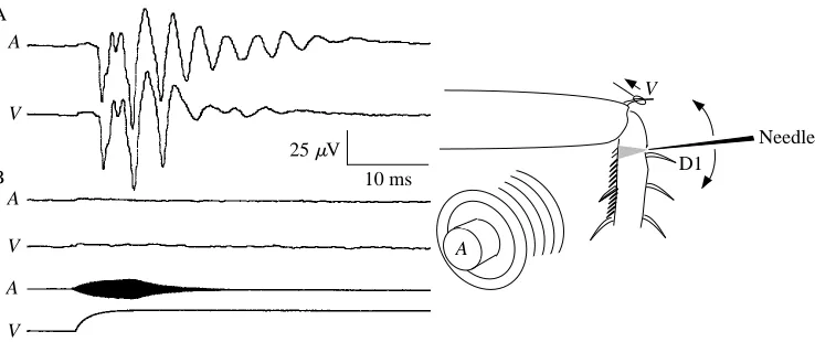 Fig. 5. Effect of local ablation on the auditorily (A(A) Averaged AEP response to a 2.02 kHz tone from a speaker 80 cm from the leg, comparedwith a VEP of matched initial amplitude from the same preparation, produced by deﬂectingthe distal femoro-tibial sp