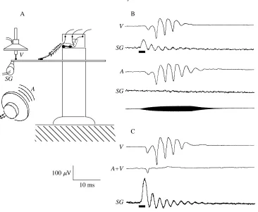 Fig. 7. A test of the hypothesis that substratum vibration mediates the auditory response of thecockroach leg