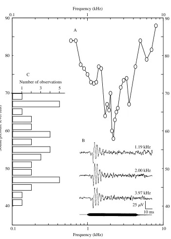 Fig. 8. (A) Auditory tuning curve determined by adjusting the stimulus intensity to obtain acriterion averaged response a few decibels above detection threshold at each frequency