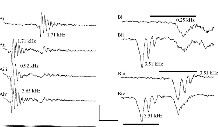 Fig. 9. (A) The averaged response to a 1.71 kHz tone presented alone (i) is strongly andsimilarly reduced by preadaptation with an earlier tone presented at the same frequency (ii), at20a lower frequency (iii) or at a higher frequency (iv), provided that e
