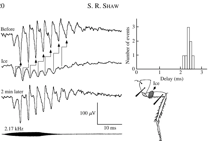 Fig. 2. Averaged auditory response to a 2.17 kHz, 92 dB SPL tone before, during and 2 minafter application of an ice crystal to the point shown on the femur
