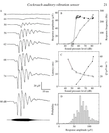 Fig. 3. Response versusrecordings ( sound-intensity relationships for the auditory response