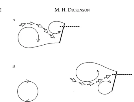 Fig. 13. Cartoon illustrating the hypothesis in which the inter-vortex stream created during the downstroke alters force generation during the upstroke