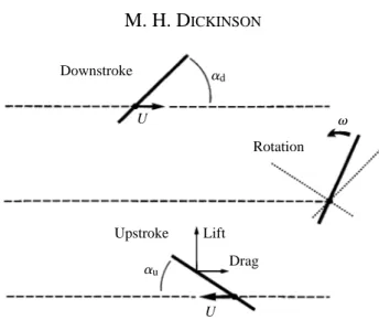 Fig. 1. Experimental paradigm. The movement of the model wing is divided into three temporally discrete phases: downstroke, rotation and upstroke