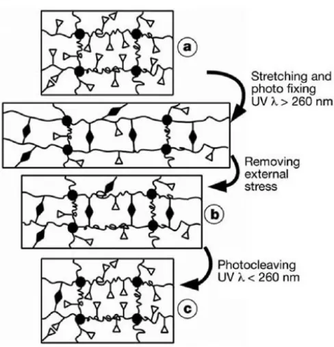 Figure 2: Molecular mechanism in light induced shape memory polymer 