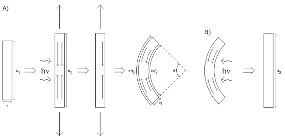 Figure 9: Actuation behavior induced by stress relaxation mechanism 