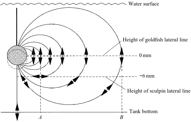 Fig. 1. Schematic diagram (not to scale) showing the axis of sphere vibration relative to thebottom and the air/water interface of the test tank